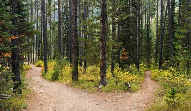 Hiking trail in Grand Teton National Park