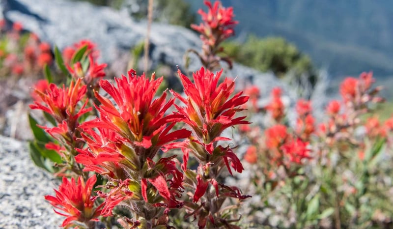 Indian Paintbrush flowers growing along trail
